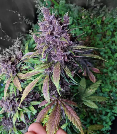 Graines féminisées de Purple Lemonade Auto (Fast Buds)