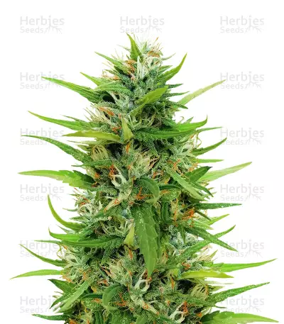 Sapphire Scout feminized seeds
