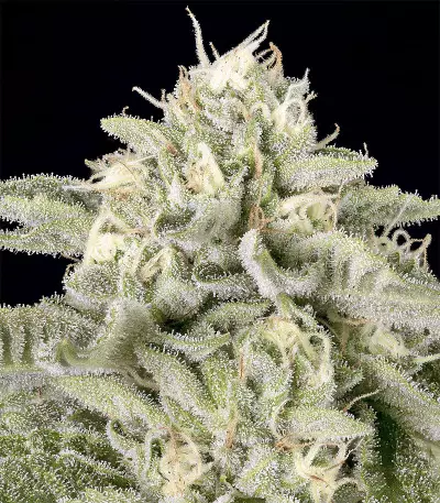Skywalka Cookies Seeds