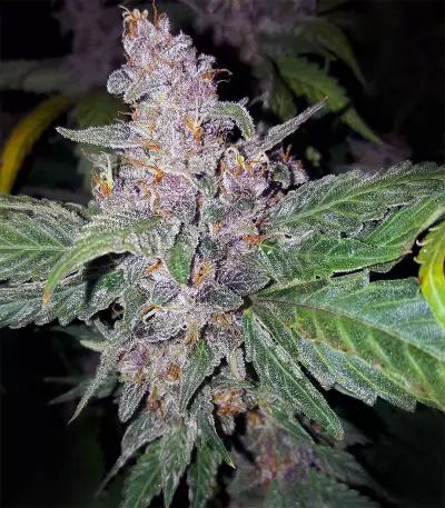 Strawberry Nuggets Auto Seeds