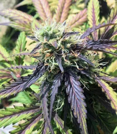 Thin Mint Crack Autoflower feminized seeds