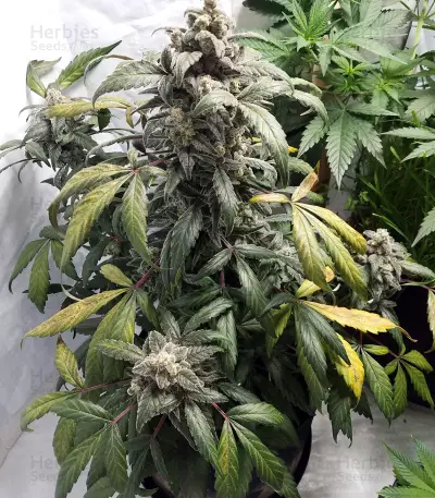 Graines de cannabis Toof Decay Auto (Mephisto Genetics)