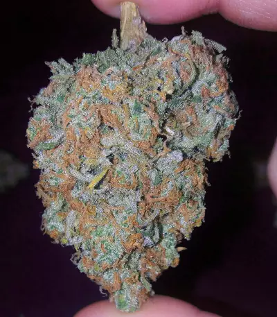 Ultra Lemon Haze Auto feminized seeds
