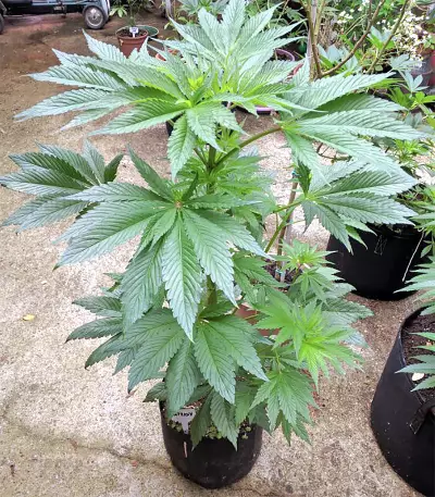 Violeta Regular seeds