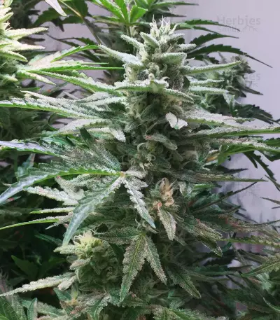 Walter White Auto (Mephisto Genetics)