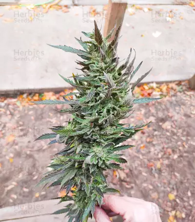 Afghan Kush x Super Skunk (Herbies Seeds)