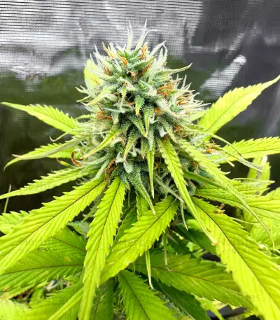 Semi Femminizzati Apple Strudel Auto (Fast Buds)