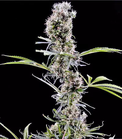 Arjan's Haze #2 (GHS)