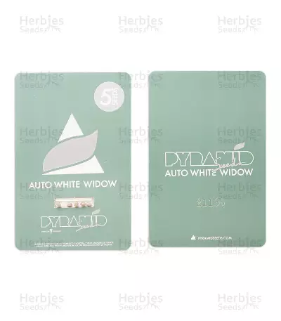 Auto White Widow Seeds (Pyramid Seeds)