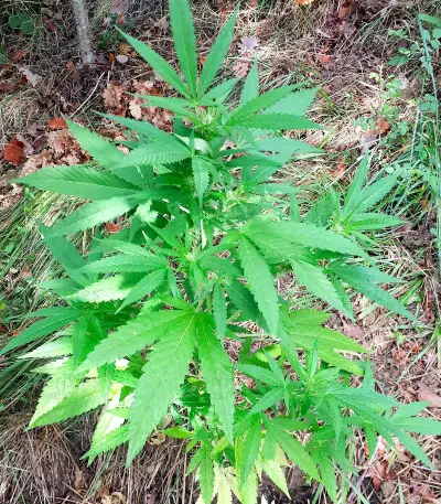 Auto White Widow CBD Seeds