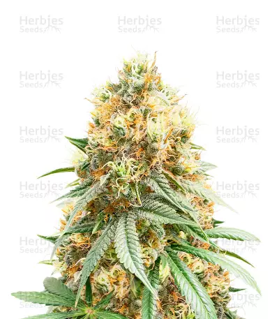 Banana Waffelz Feminized Seeds (Grow Barato)