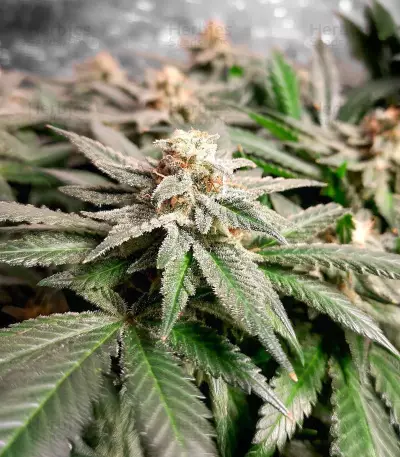 Blue Dream-Samen (Herbies Seeds)
