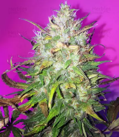 Bruce Banner Auto (Cali Buds Seeds)