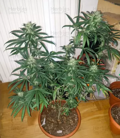 Buddha Haze Seeds