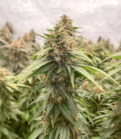 Californian Gold Seeds