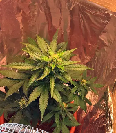 Cream Caramel Auto Feminized seeds
