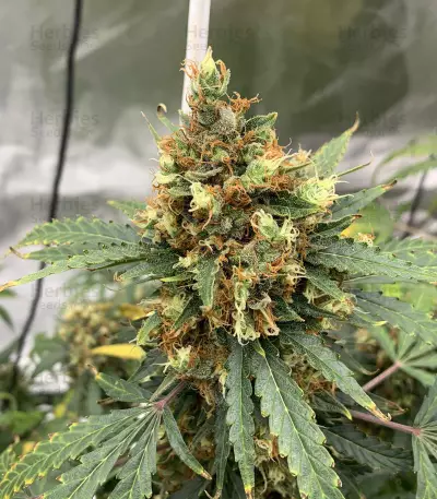Sementes Feminizadas Auto Critical Orange Punch (Dutch Passion)