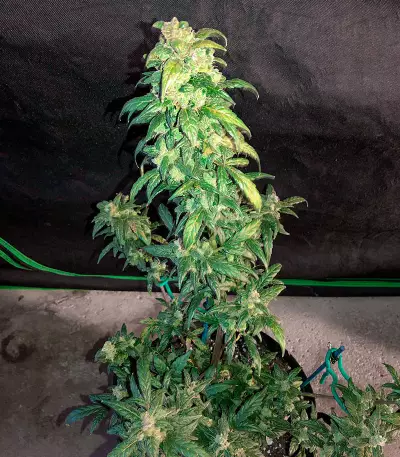 Fruit Punch Auto (Heavyweight Seeds)