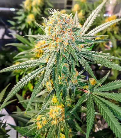 Semi Femminizzati Gummy Skunk Fast Version (EGS)