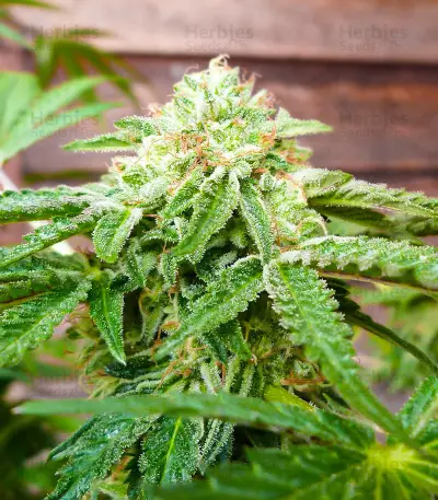 Hero Cookies Seeds (AlphaFem Seeds)
