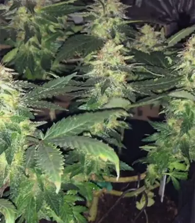 Lemon Venom Seeds