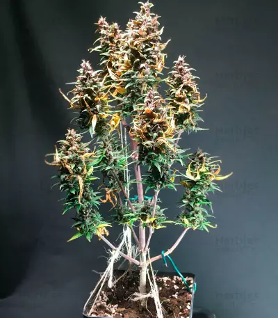 Graines féminisées de LSD-25 Auto (Fast Buds)