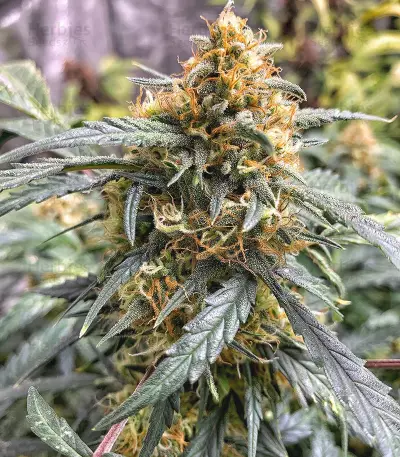 Original Auto Northern Lights (Fast Buds)