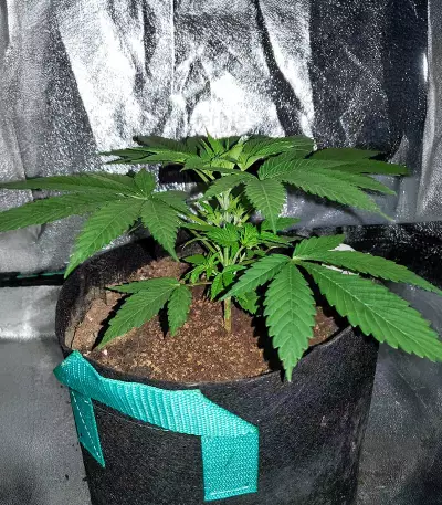 Passion #1 feminized seeds