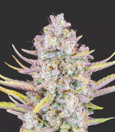 Purple Punch Seeds (Fast Buds)