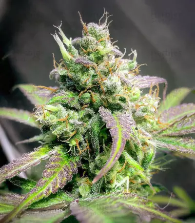 Purple Stilton Auto Seeds
