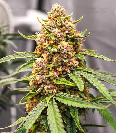 Semillas Feminizadas Runtz Autoflower (EGS)
