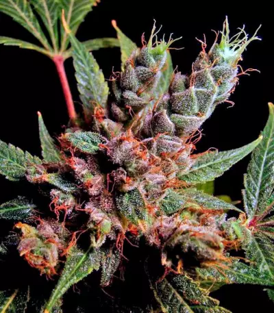 Skywalker Seeds