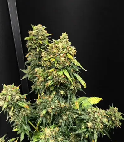Auto White Widow XXL feminized seeds