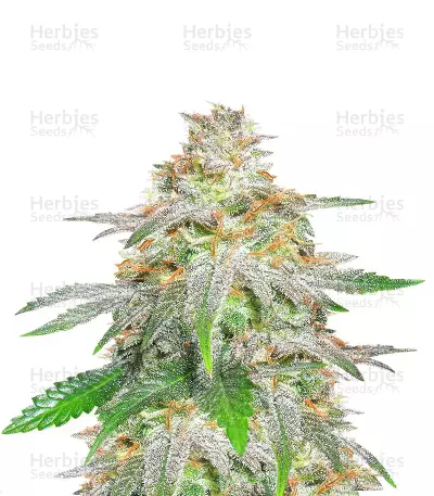 Graines féminisées de Banana Sherbet (Original Sensible Seeds)