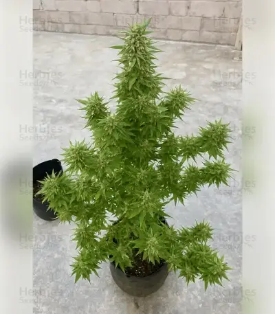 Blue Skunk Seeds