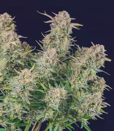 Bruce Banner Seeds (Fast Buds)