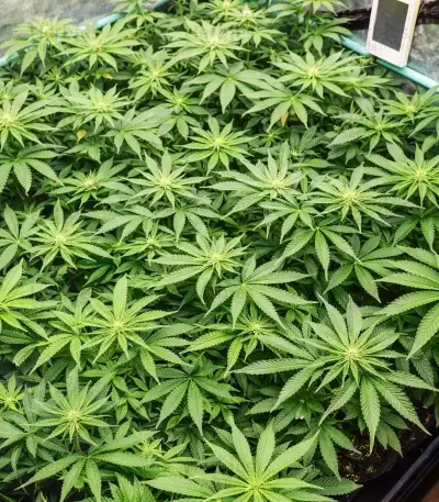 Bubba Slush Seeds