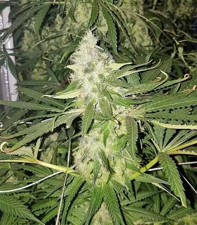 Graines de cannabis DJ’s Gold (DNA Genetics)