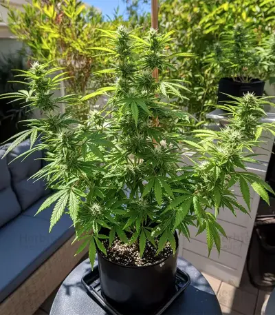 GMO Auto Seeds