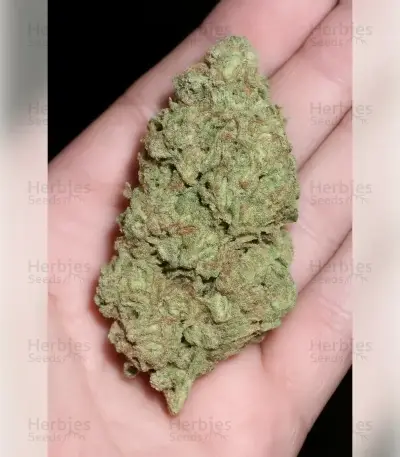 Sementes Feminizadas de Hella Jelly (Humboldt Seed Company)