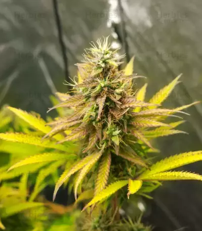 Humboldt Headband Autoflower Feminized Seeds (Humboldt Seed Company)