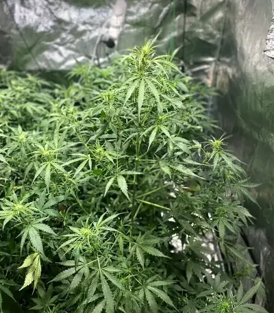 Jumping Jack Dash Auto feminized seeds