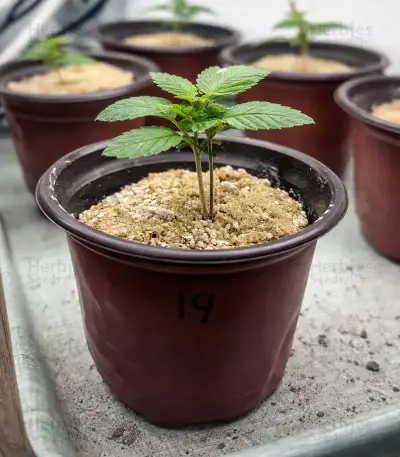 Obama Kush Seeds