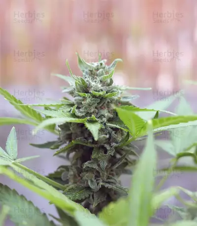Orange Sherbet Auto Seeds