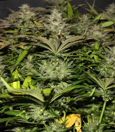 Original Auto Cheese Seeds