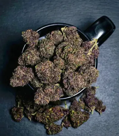 Purple Haze Auto Seeds