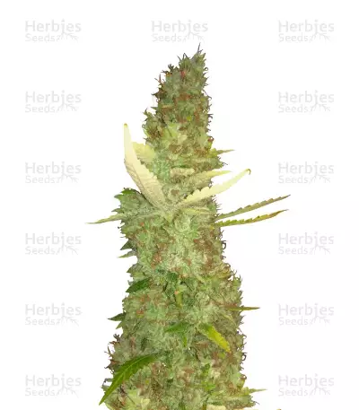 Purple Haze feminized seeds