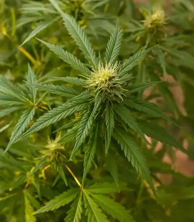 Scrambler Haze Seeds