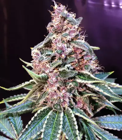 Shiva Blue regular (Xtreme Seeds)