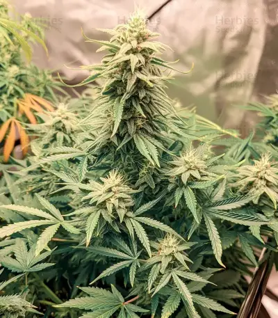 SkullRyder Auto feminized seeds
